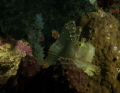 leaf fish leaf fish