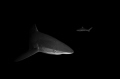Night snorkeling with Silky Sharks in Socorro what an experience Night snorkeling with Silky Sharks in Socorro what an experience