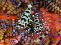 Cooleman shrimp
Lembeh strait
Nikon d800E 105 macro nikon two strobo Cooleman shrimp
Lembeh strait
Nikon d800E 105 macro nikon two strobo
