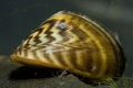 Zebra Mussel Dreissena polymorpha with Hydras Zebra Mussel Dreissena polymorpha with Hydras