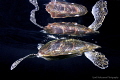 Turtle with magic reflection Turtle with magic reflection
