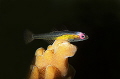Red eye Goby Red eye Goby
