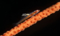 Whip Coral Goby with Parasite Whip Coral Goby with Parasite