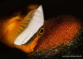 Nemo Son s Nemo Son s
