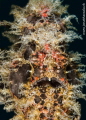 particular Hairy Frogfish particular Hairy Frogfish