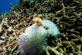Nemo in Alcyonacea Nemo in Alcyonacea