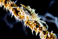 Wire coral crab Wire coral crab