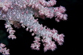 Alcyonaria Alcyonaria