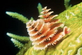 Christmas Tree worms Merry Christmas Christmas Tree worms Merry Christmas