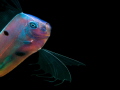 The Angel 2/ The Ribbonfish while displaying its changing iridescences... The Angel 2/ The Ribbonfish while displaying its changing iridescences...
