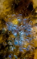 The art of tunicates The art of tunicates