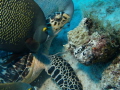 This hawksbill seems to be giving the mooching Angelfish the evil eye.