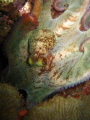 Reef octopus, picture taken in Portobelo, Panama.  2 years back.  Went snorkeling, saw this guy put camera on macro, took a deep breath went down and actually took this picture upside down.  He flashed so many colors at me.