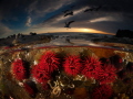 Red Waratah Anemones. What I really love about over/under photographs is that it gives the underwater element a sense of place. For the viewer it marries the underwater environment with our own familiar world. It links the unknown with the known.