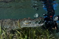 Sea Crocodiles