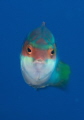 This peacock wrasse was photographed with a 105mm NIKKOR and D700 NIKON with SUBAL HOUSING. This fish never stop swimming...very lucky to take this 