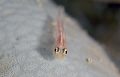 Big eyes Lembeh strait nikon d800e 105 micro Big eyes Lembeh strait nikon d800e 105 micro