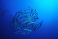 Barracuda Barracuda