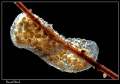 Eggs of water snail backlit with snoot D Eggs of water snail backlit with snoot D