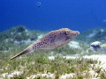 Scribbled leatherjacket filefish swimming over seagrass Scribbled leatherjacket filefish swimming over seagrass