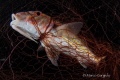 Save our seas 2 Save our seas 2