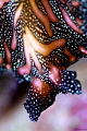 Pseudobiceros bedfordi Pseudobiceros bedfordi