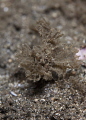 That Seaweed has eyes -- Ambon Scorpionfish
