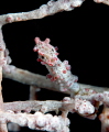 Pigmey sea horse gangga island nikon d800e 105 micro Pigmey sea horse gangga island nikon d800e 105 micro