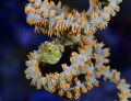 Labyrinth
Nikon D800E 105 macro two strobo
Lembeh strait Labyrinth
Nikon D800E 105 macro two strobo
Lembeh strait