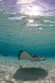Stingray at dawn Stingray at dawn