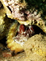 A big red octopus hiding underneath some rocks A big red octopus hiding underneath some rocks