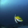 Angelfish Angelfish