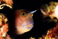Its Goby who says to me hello evrey dive