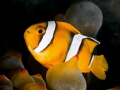 clownfish is harder fish to get best shot of it.