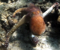 a big suprise during snorkling at the Arabia Azur hotel's reef, at Hurghada, a nice big RED OCTOPUS
