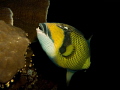 titan trigger fish on the wreck of the Numidia