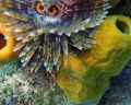 A Magnificant Feather Duster which looks like an underwater owl.