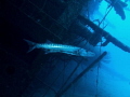 A Great Barracuda (Sphyraena barracuda) chills out at the wreck of the 'Hilma Hooker' in Bonaire