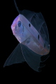 Third image of the ribbonfish