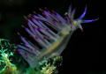 Flabellina reaching out to the 