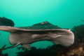 Smooth Stingray, (One of the largest stingrays in the world) came flying over a reef. Only had time to get a few shots off before ducking out of the way. 
Taken with a Canon 70D, Tokina 10-17mm and Inon strobes