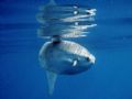 A sun fish in the light of the sun (sun fish is said moon fish in french)
South France Les lecques