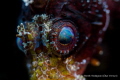 Eye of the Dwarf Lion Fish