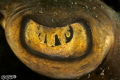 Fiddler ray eye close-up