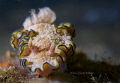 Nudibranch(Glossodoris Cincta)