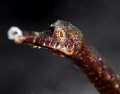 Pipe fish horse face