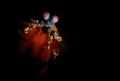Mantis Shrimp : D 800 Nikon, 60 mm, 1/125, f/5.6, ıso 100 
