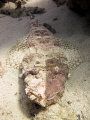 Ambushed crocodilefish with an unusual pigmentation on one half of the head