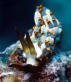 Nudibranch, Great Barrier Reef c5060 tetra, single strobe, macro lens.
