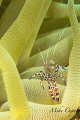 Spotted Cleaner Shrimp on an Anemone